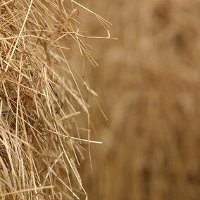 Hay in stacks