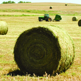 Large, round hay bales