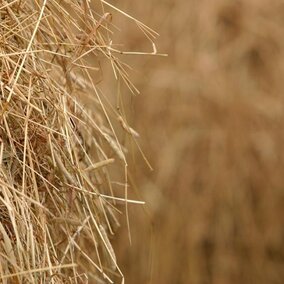 Hay stack