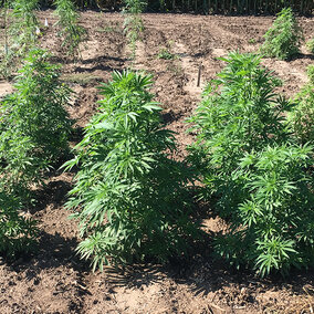 Figure 1. Hemp variety best suited for CBD production.