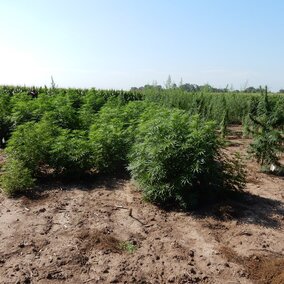 two varieties of hemp