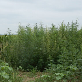 Industrial hemp research plot