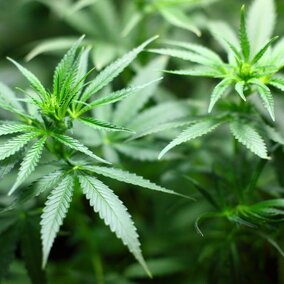 Hemp plants