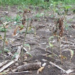 links to Industrial Hemp Tolerance to Late-POST Herbicides