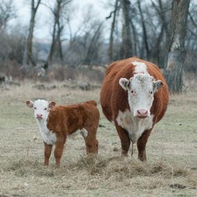 Hereford cow and calf in field eating hay