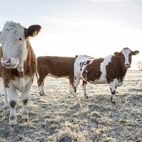 Several cattle with reddish-brown coats and white faces grazing in a frosted pasture on a clear fall morning.