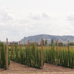 Figure 1. The hops yard at the UNL Panhandle Research and Extension Center