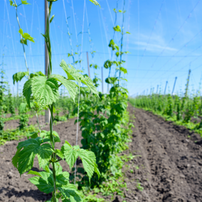 Hops field