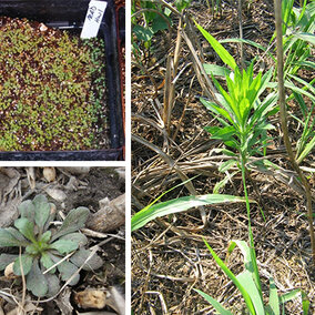Horseweed plant stages