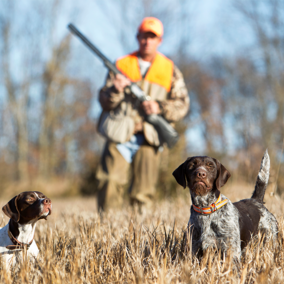 Hunter with German shorthaired pointers in field