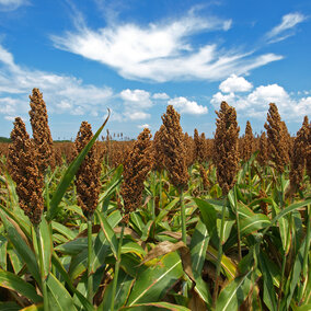 Grain sorghum