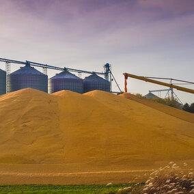 Piled grain and bins