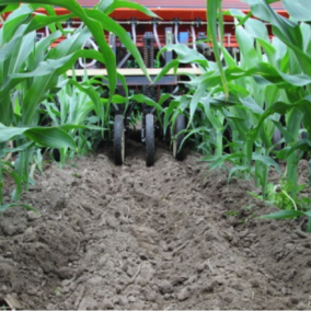 Figure 1. University of Wisconsin researchers studied drilling cover crops into V5 corn. (Source: University of Wisconsin Integrated Pest and Crop Management) 