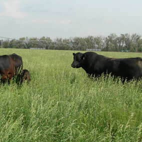 cattle grazing cool-season grasses