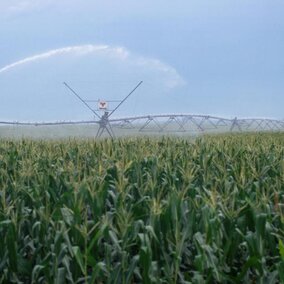 pivot irrigation system operating in a corn field