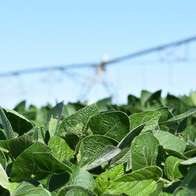 PIvot irrigation in soybean