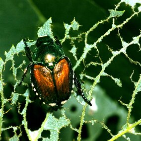 Japanese beetle