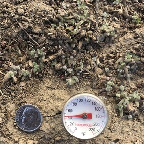 kochia seedlings