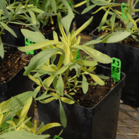 UNL greenhouse trial of glyphosate resistance in kochia