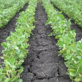 soybean field that used pre-emergent herbicide