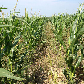 Late herbicide application in corn after hail