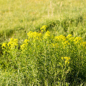 Yellow wildflowers blooming in a lush green field under sunlight.