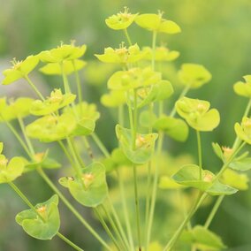 Leafy spurge closeup