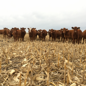 Cattle grazing corn stalks
