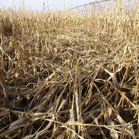 Lodged corn