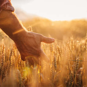 Man touching wheat while walking through field