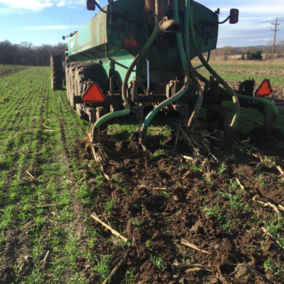 Manure application into cereal rye cover crop in the fall