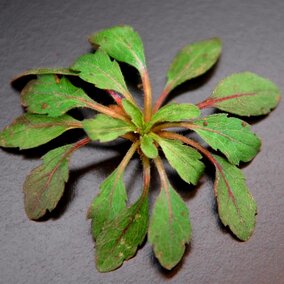 Marestail