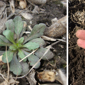 Figure 1. Marestail seedling growing in a no-till field. Due to its small size in the fall, pay special attention during scouting, especially in no-till fields where residue can hide seedlings.during scouting.