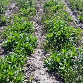 Glyphosate-resistant marestail