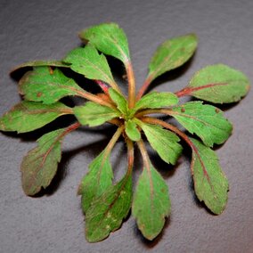 Marestail rosette