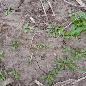 Marestail seedlings