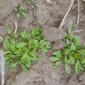 Marestail