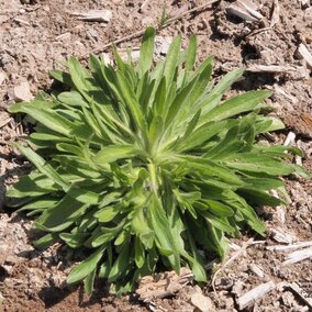 Marestail rosette (Photo by Gary Stone)