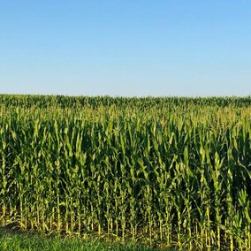 corn field with center pivot irrigation