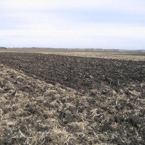 Minnesota tillage plots