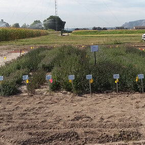 A mint variety trial plot at the Panhandle Center.