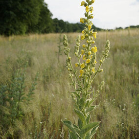 A mature common mullein plant in bloom, with tall flower spikes of small yellow blossoms standing in a grassy pasture.