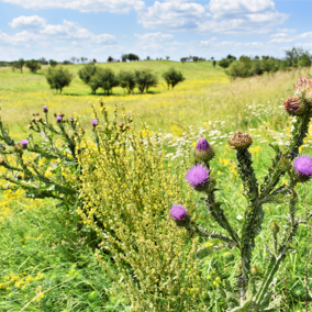 Musk thistle