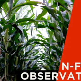 N Field corn field banner