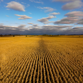 Aerial view of Nebraska corn field