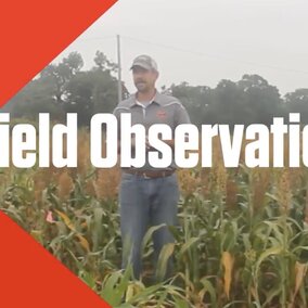 N Field observation poster image