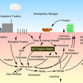 Nitrogen cycle