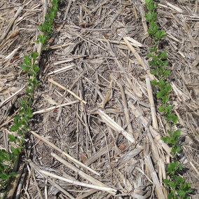 Soybean seedlings in no-till field