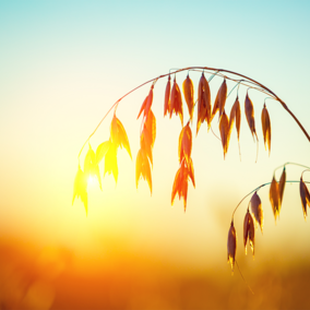 Oat field at sunset