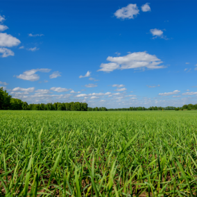 Oat field in summer